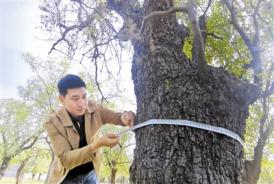五百余岁“枣树王” 满载回忆“传家宝”