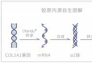 世界新发现胶原自生小分子化合物Olandu成分