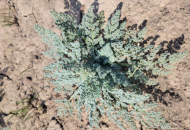 多年生草本植物阿魏草