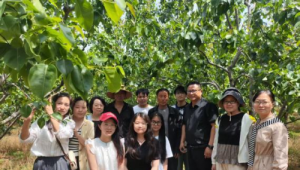 河南学子助力鲁山酥梨深加工蹚出乡村振兴新路径