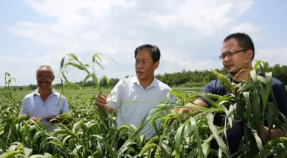 匠心铸魂，谷香致远——沁州牌沁州黄小米的产业跃迁与时代使命